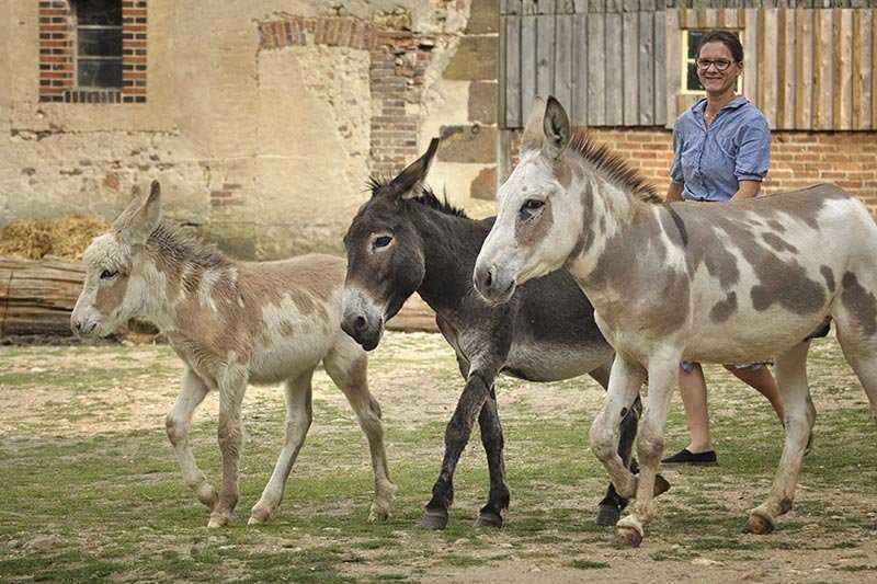Âne et poney