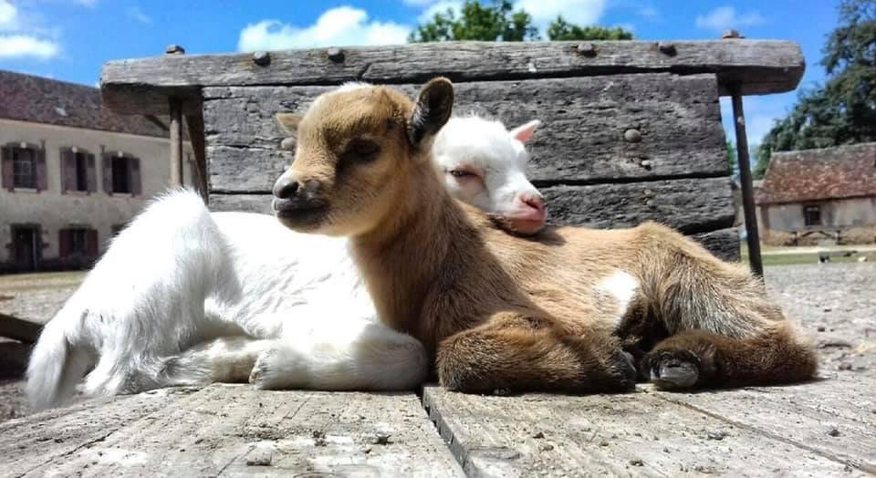 Chèvres et chevreaux