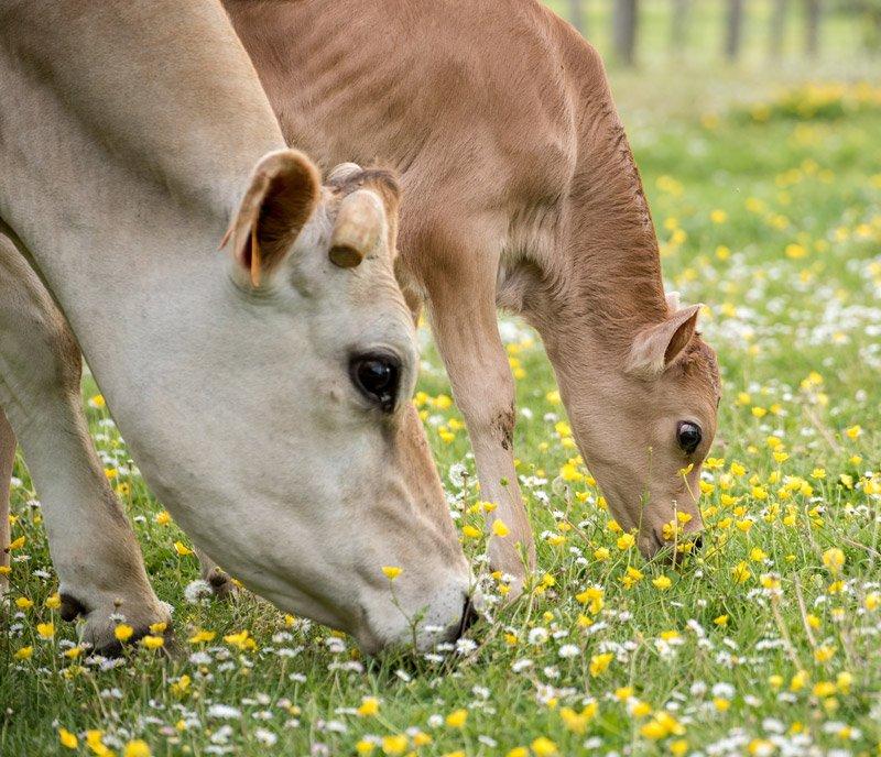 Vaches et veaux