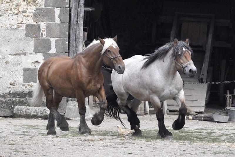Poneys et chevaux